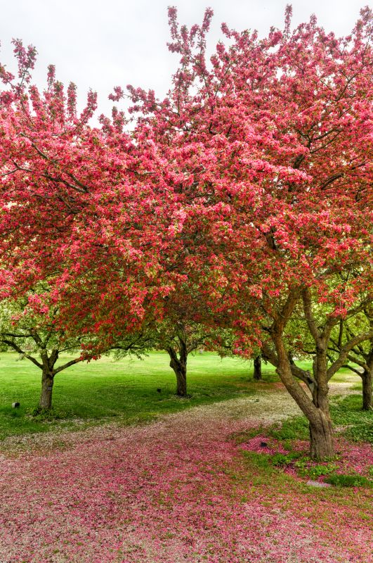 Cherry Tree Planting in Ventura County, CA