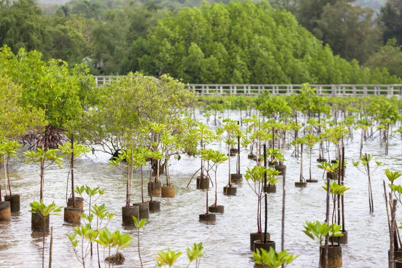 Pear Tree Planting in Honolulu, HI