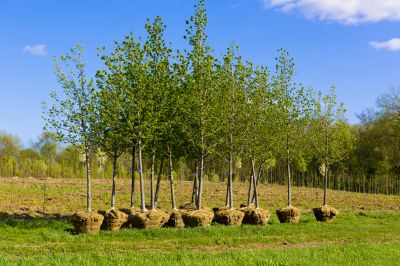 Pine Tree Planting in Ventura County, CA